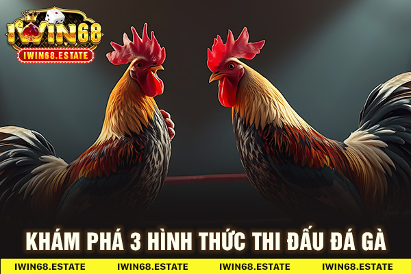 Khám phá 3 hình thức thi đấu đá gà